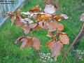 2003-0103beech